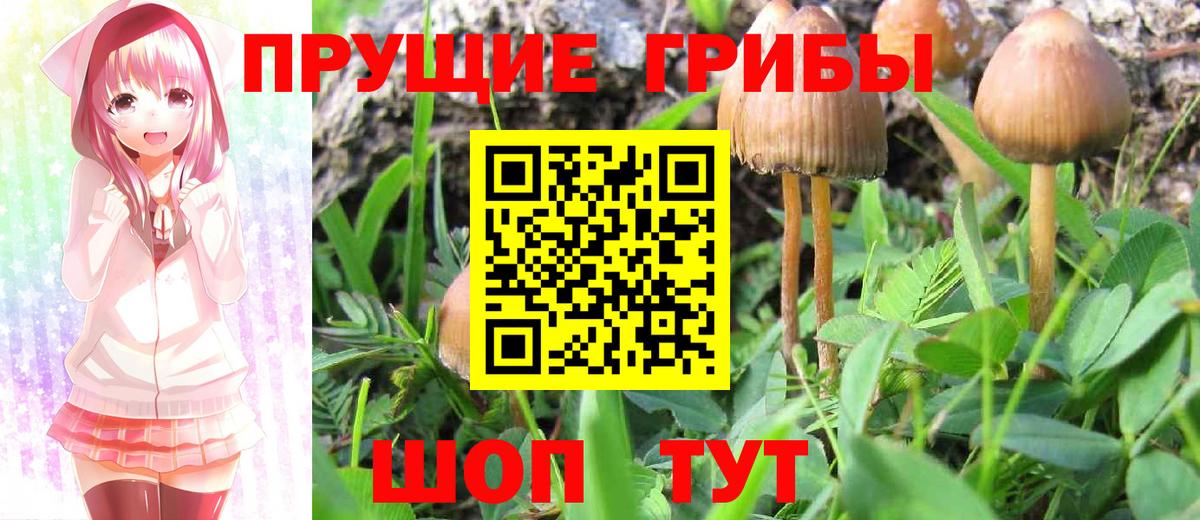 Псилоцибиновые грибы MAGIC MUSHROOMS Добрянка